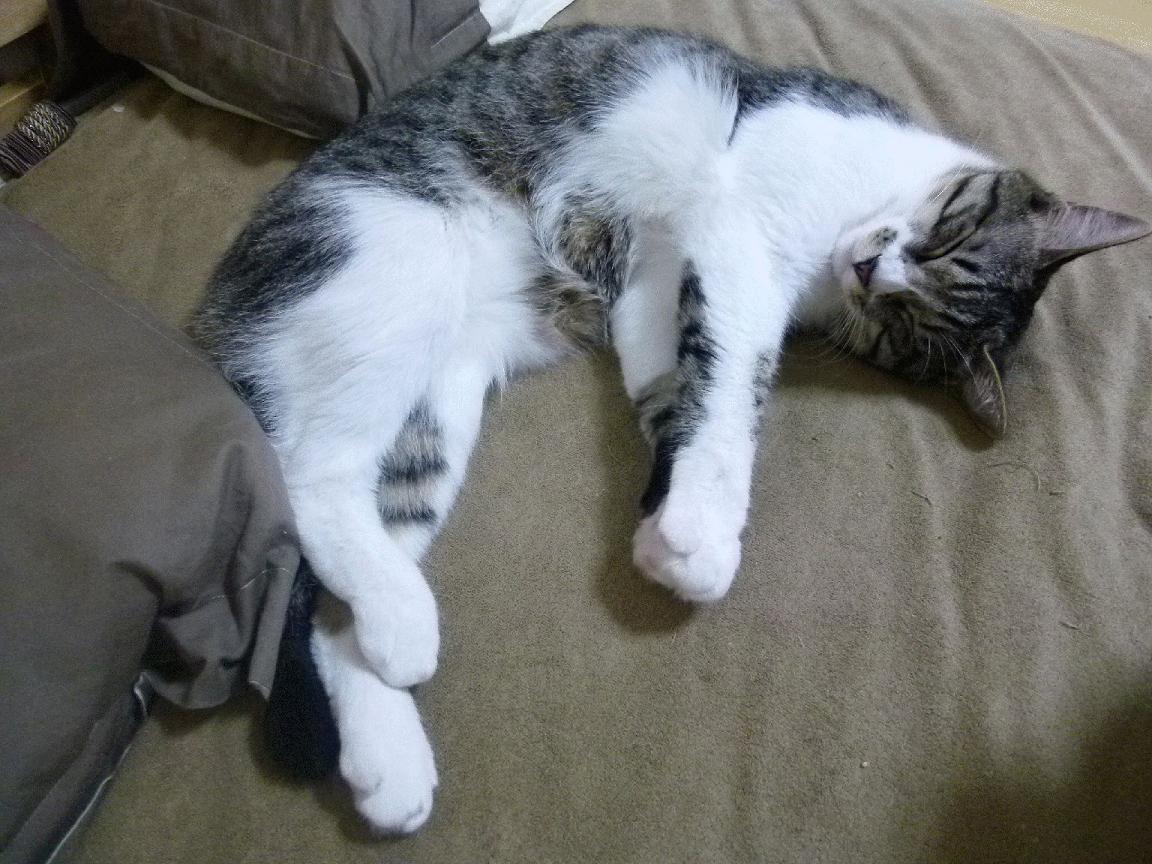 _火箭新老结合,逐步追赶季后赛队伍_,火箭队季后赛赛程2020