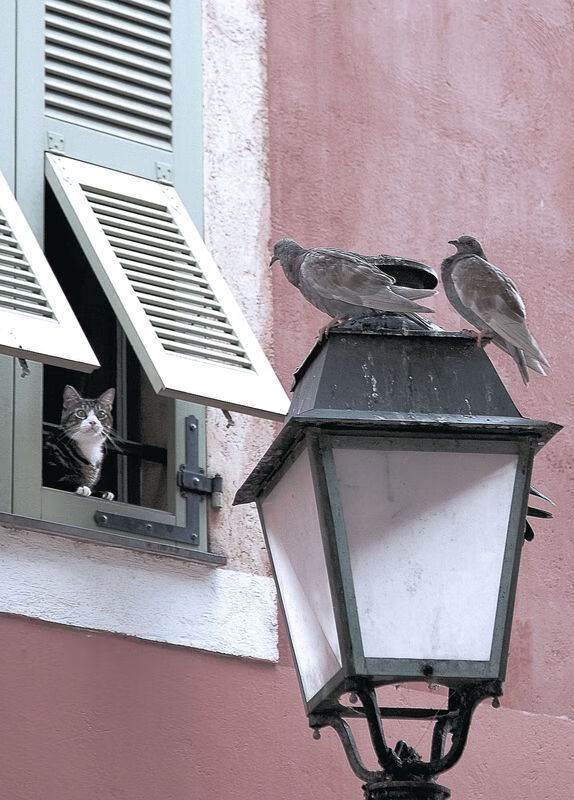 决胜策略:领先与追赶的微妙平衡,决胜秘诀