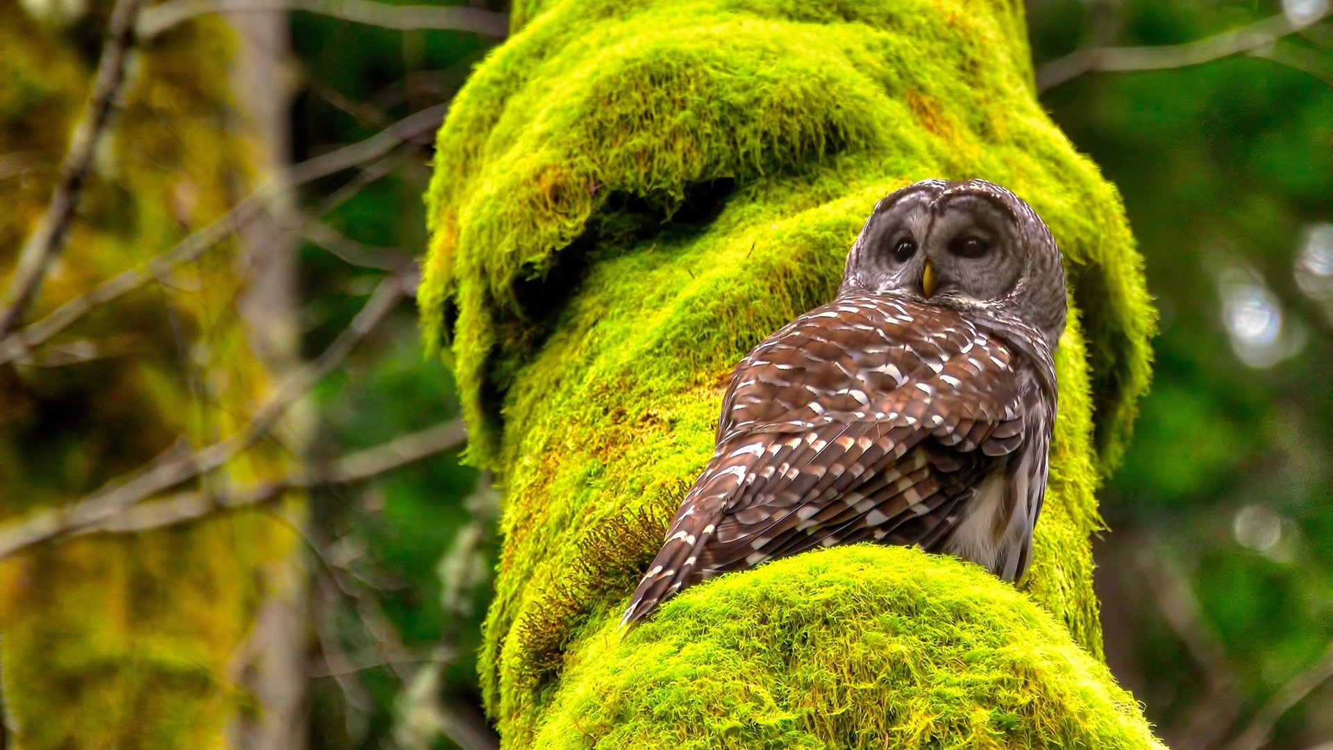 塞内加尔男足在巴黎奥运会比赛中以3-2战胜德国,塞内加尔足协