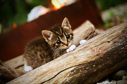 开云·体育官网APP下载-技术规范更新：未来F1的发展方向，f1研发