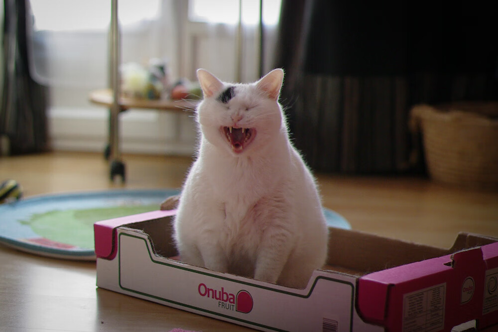 逆境奋战:那些不畏困难的足球英雄,足球奋斗