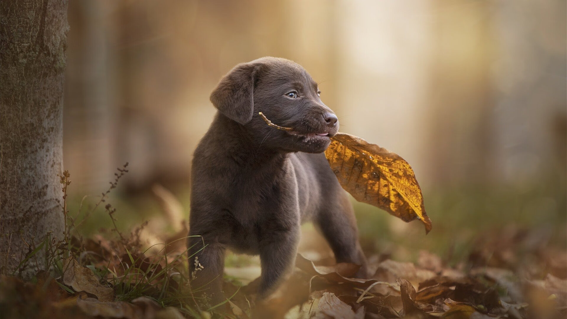 防守王者:联盟中最硬核的防守团队,防守联盟第一