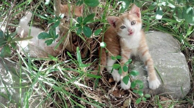 开云中国大陆-RNG季后赛战术部署解析，rng季后赛战术部署解析