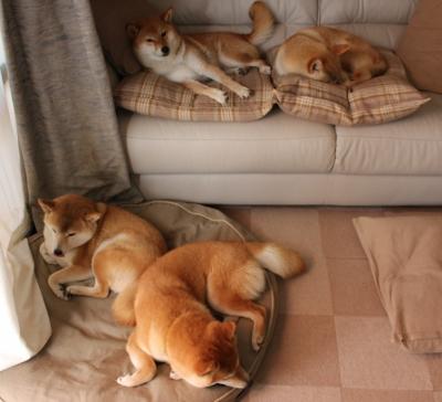 四川男篮主场大胜,豪取比赛胜利,四川男篮主场赛程查询