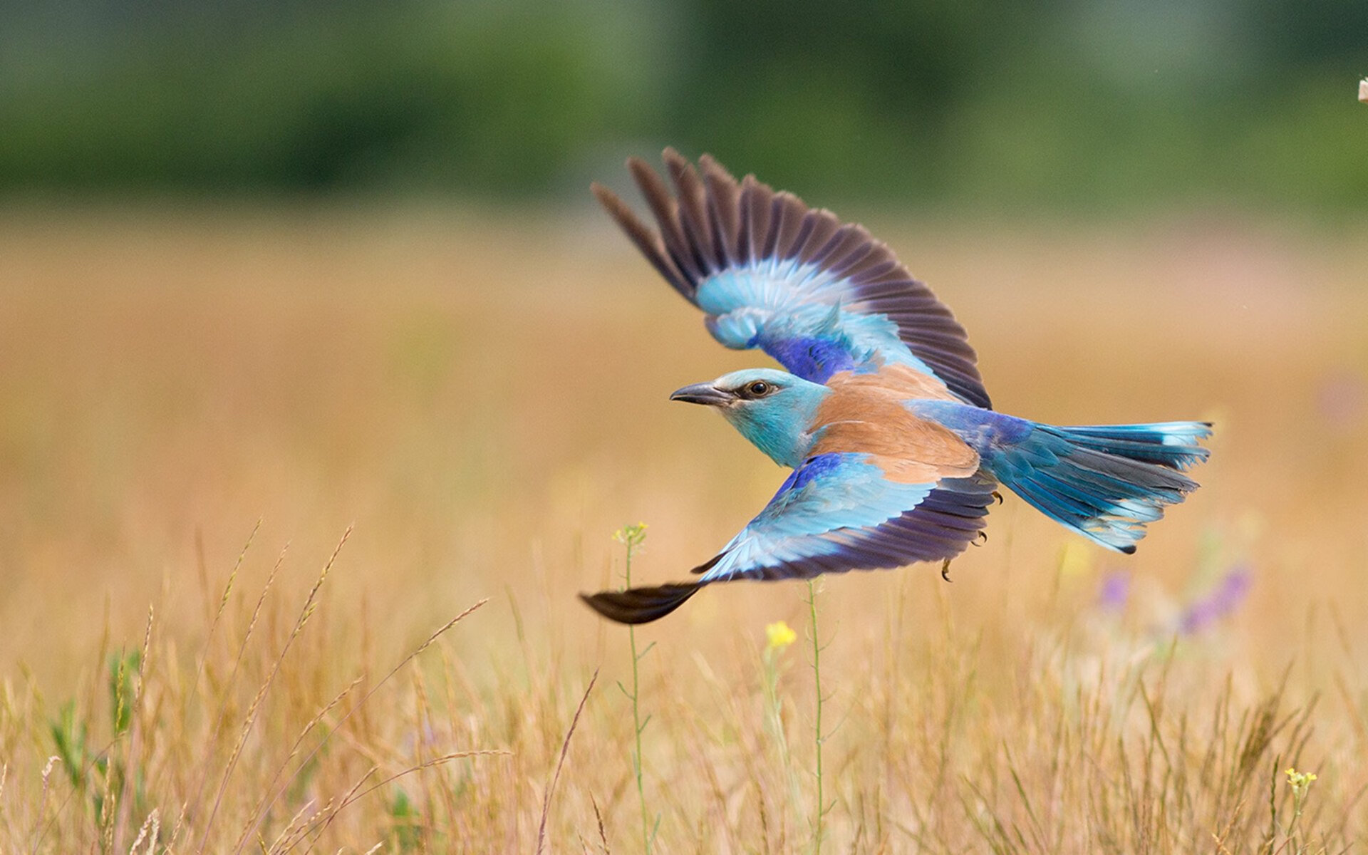 巴纳西领衔桑普多利亚，客场战平博洛尼亚，桑托斯对巴拉纳竞