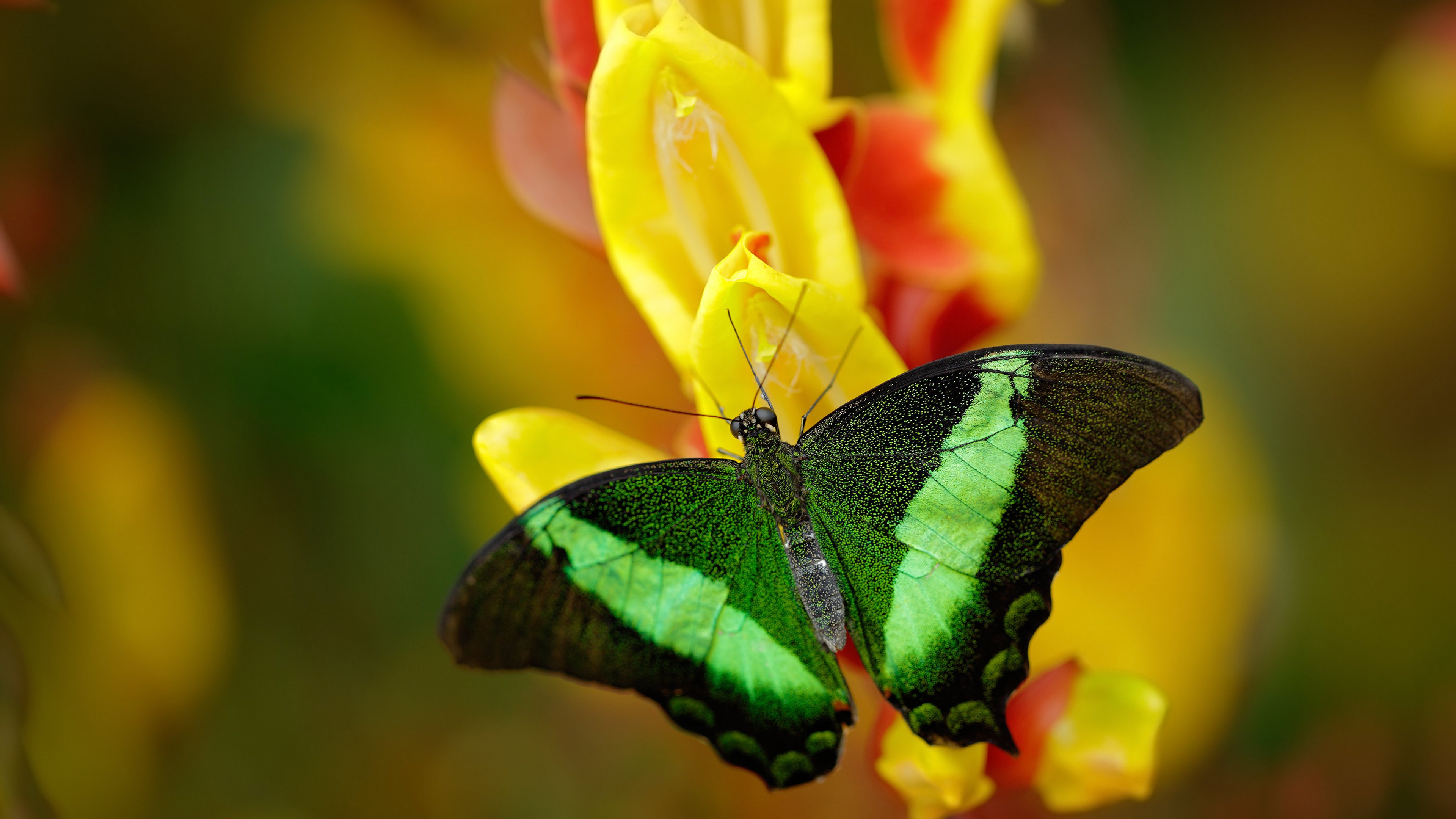 kaiyun体育综合-恒大千万不能输，胜利进决赛即宣告实现，恒大赢了几次亚冠