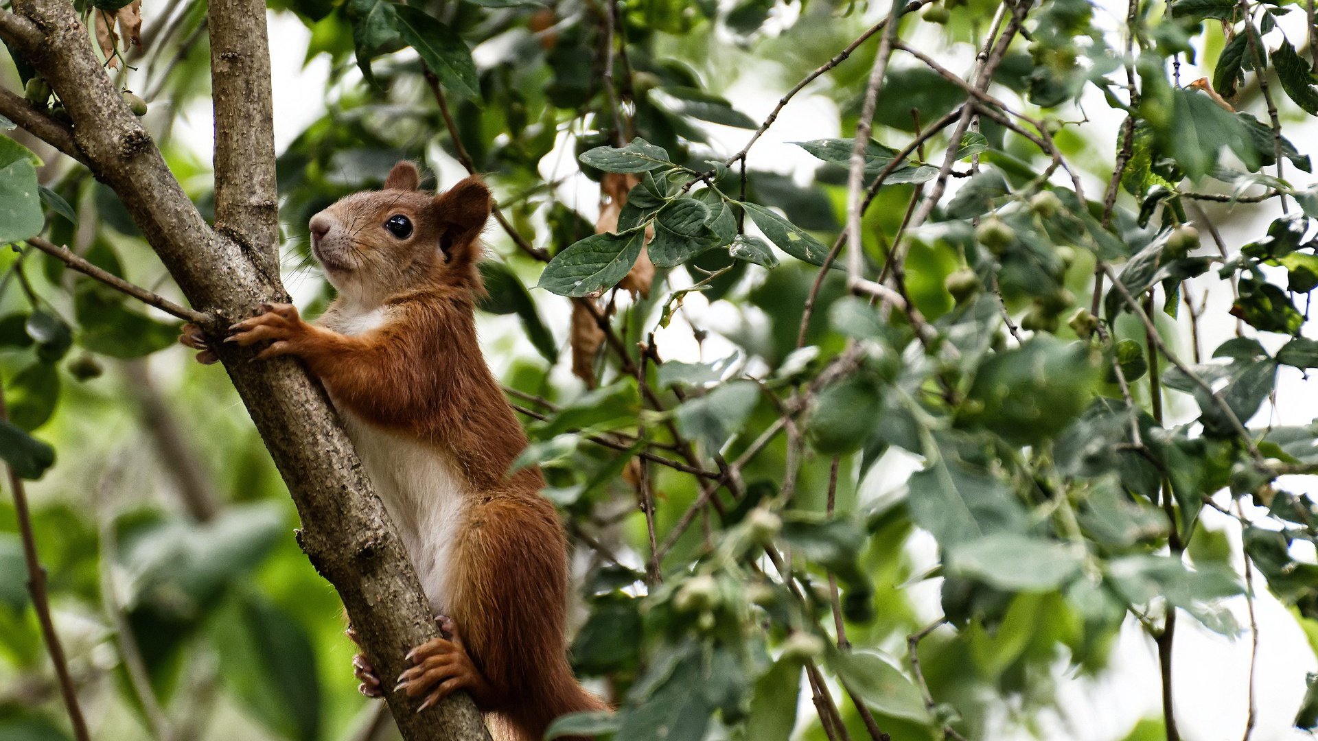 电竞赛事的智能化管理系统,电竞赛事行业的赛事运营