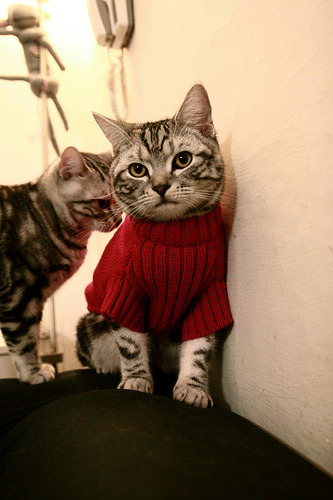 诺瓦克·德约科维奇赢得2024年澳网冠军,德约科维奇历届澳网成绩