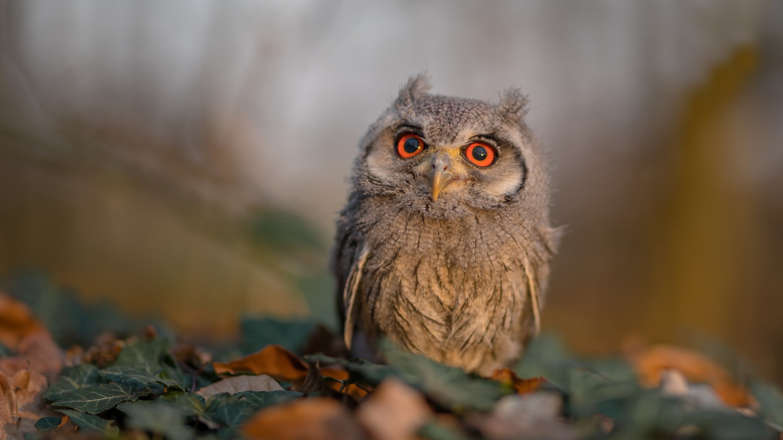 世界花滑大奖赛俄罗斯女将惊艳全场,俄罗斯花滑世界冠军