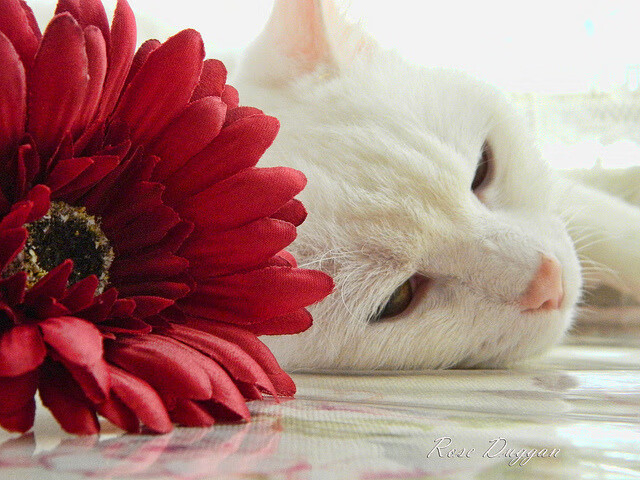 中超比赛视野与数据整合模型,中超数据app