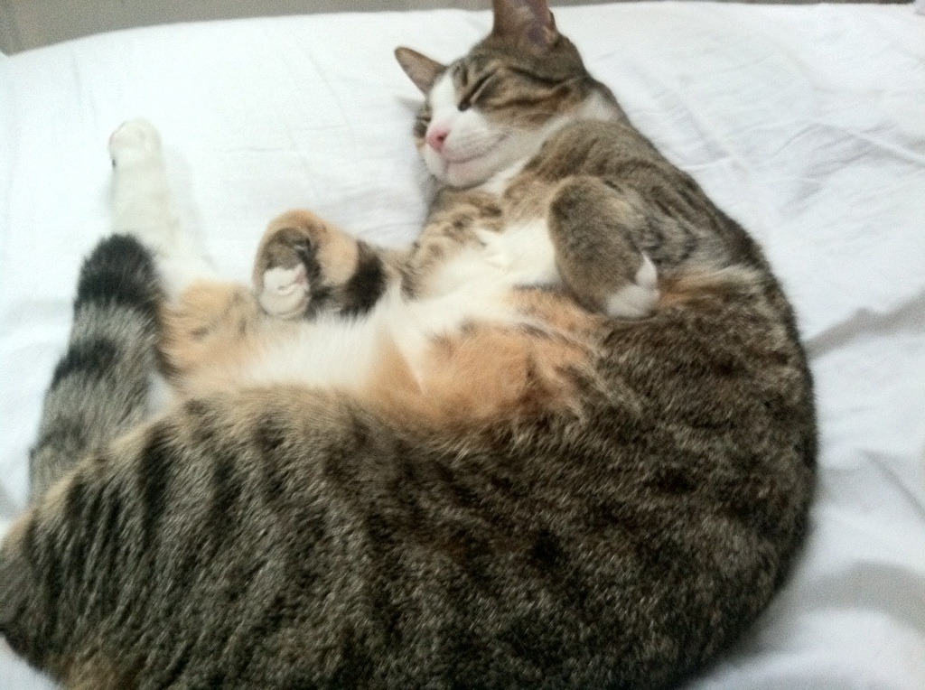 意甲裁判吹罚尺度变化对犯规判罚趋势的统计分析，意甲足球裁判