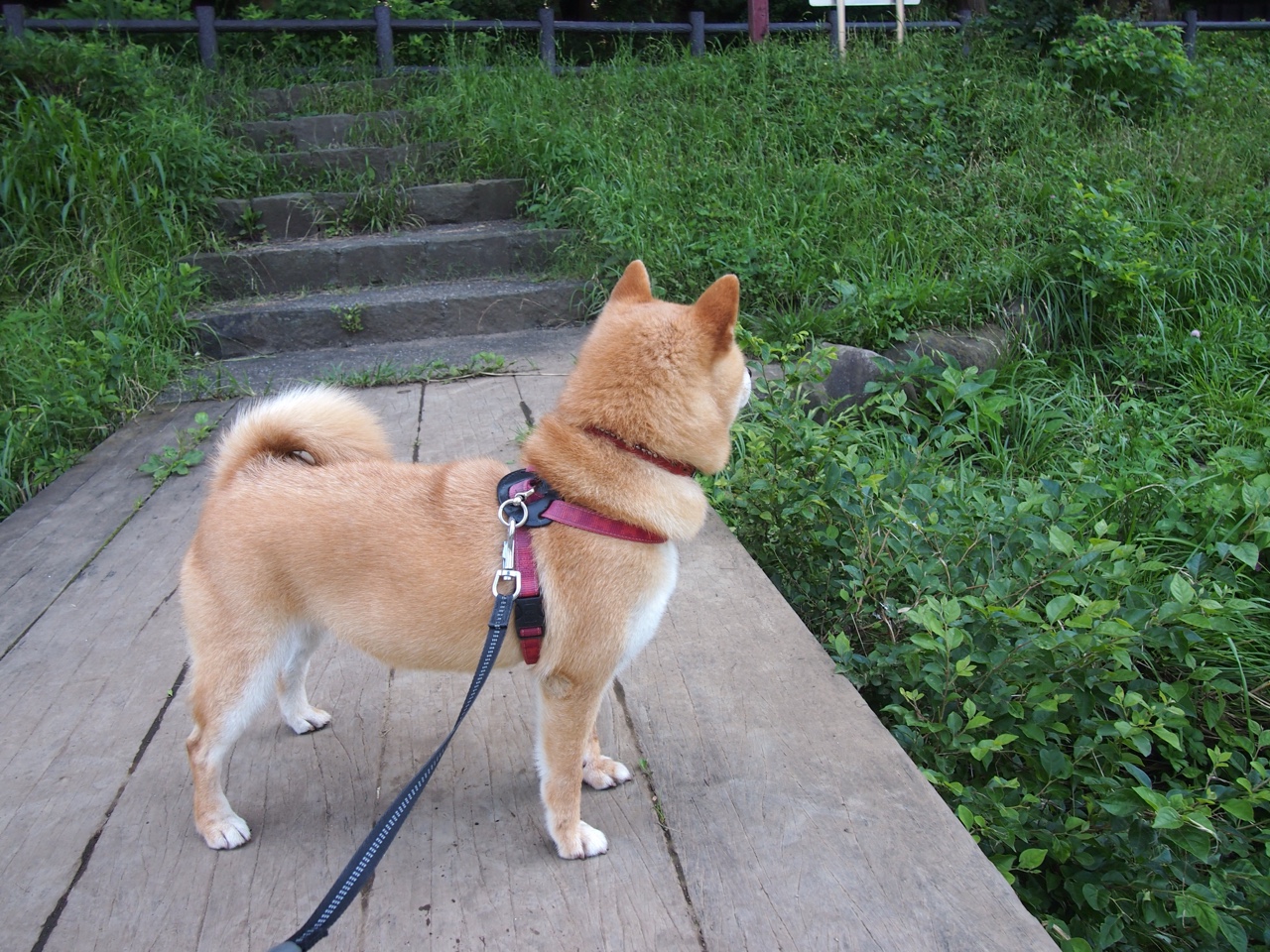 法甲球队基于运动负荷监测优化恢复训练策略，运动训练负荷控制的基本理念