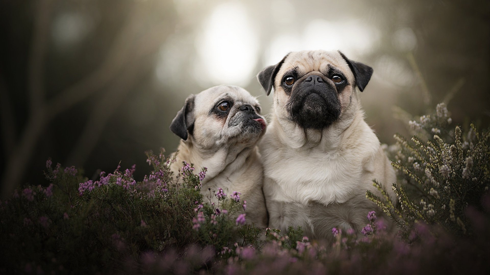 赛事观众体验优化,比赛观众