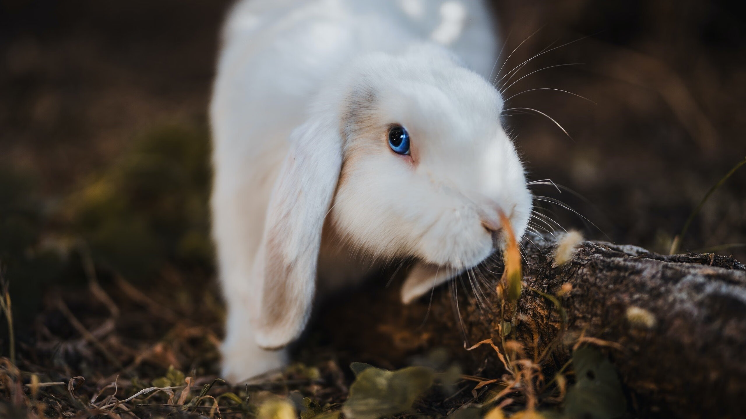 青少年运动兴趣激发路径与长期参与策略研究,青少年运动能力发展的规律与趋势