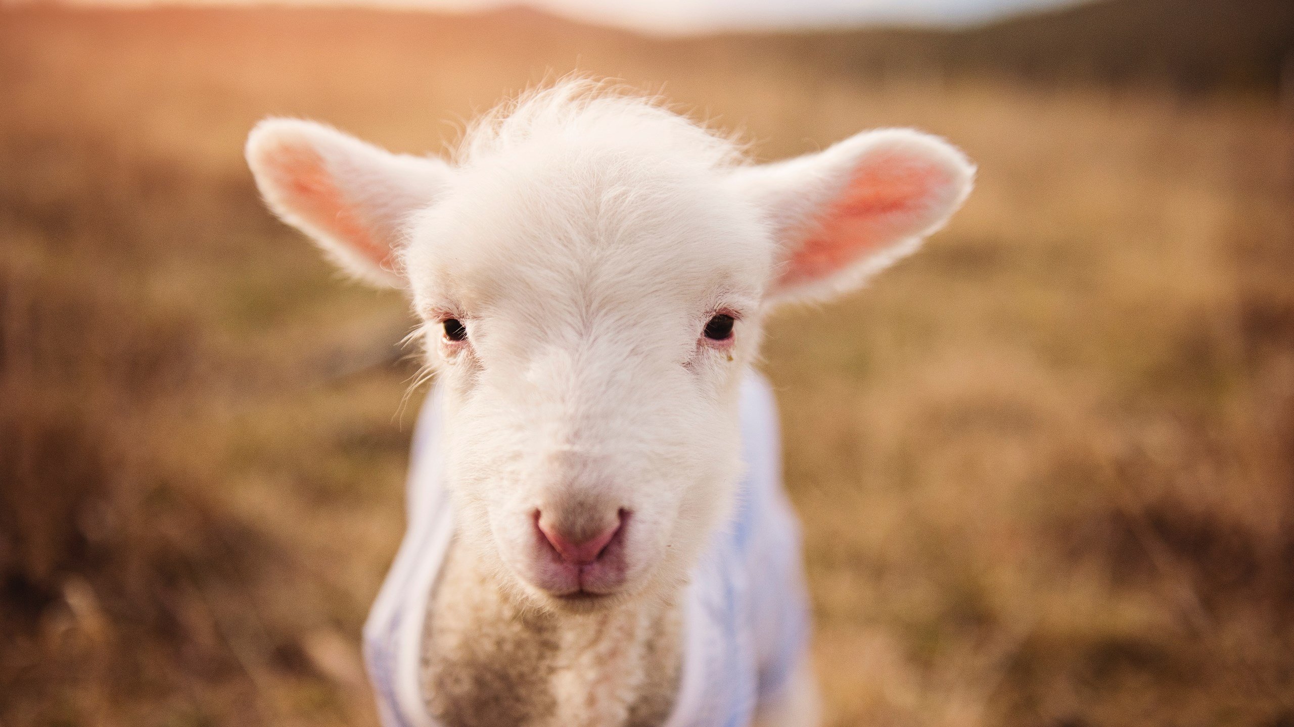 开云·体育官网-乒乓球队国际赛场表现突出，乒乓球国际团体比赛规则