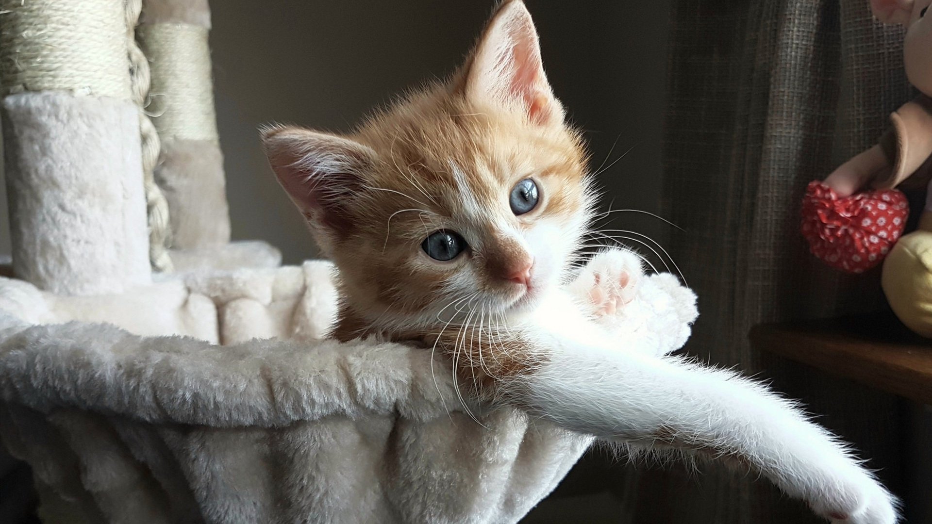 kaiyun体育综合-加拿大游泳技术未来发展趋势，加拿大的游泳馆