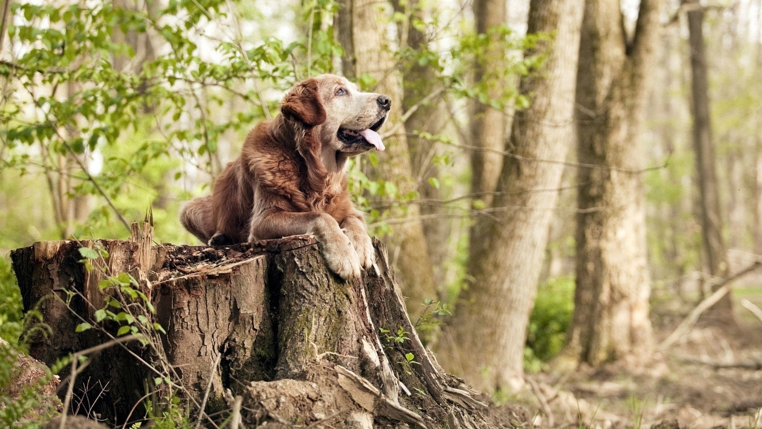 意甲“速度杀手”:瞬间突破,得分惊艳!