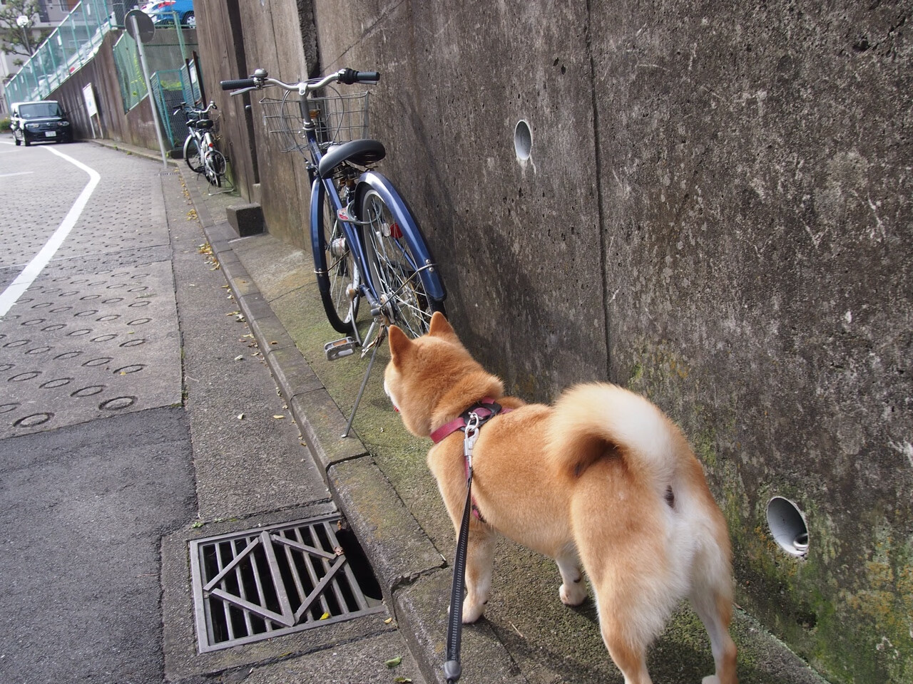 李娜公开课讲述比赛策略与临场应变,李娜赛后采访