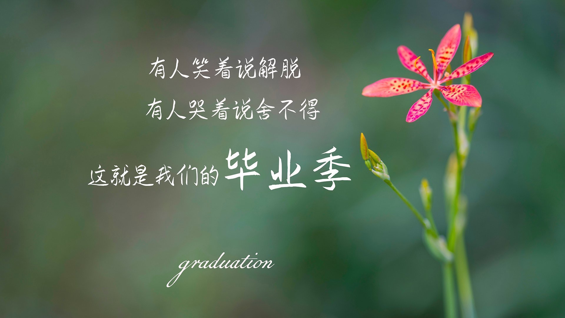 自由泳冲刺波兰展现强劲速度,自由泳冲刺训练