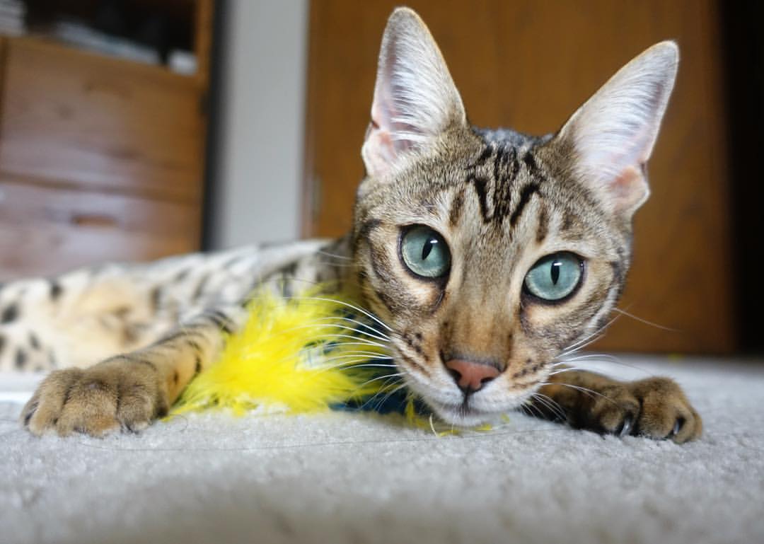 退役运动员组建篮球公益团队助力青少年健康成长，篮球退役人员